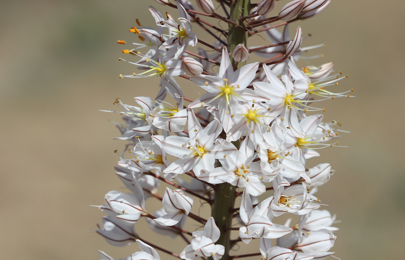 Изображение особи Eremurus olgae.