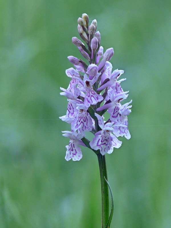 Изображение особи Dactylorhiza fuchsii.