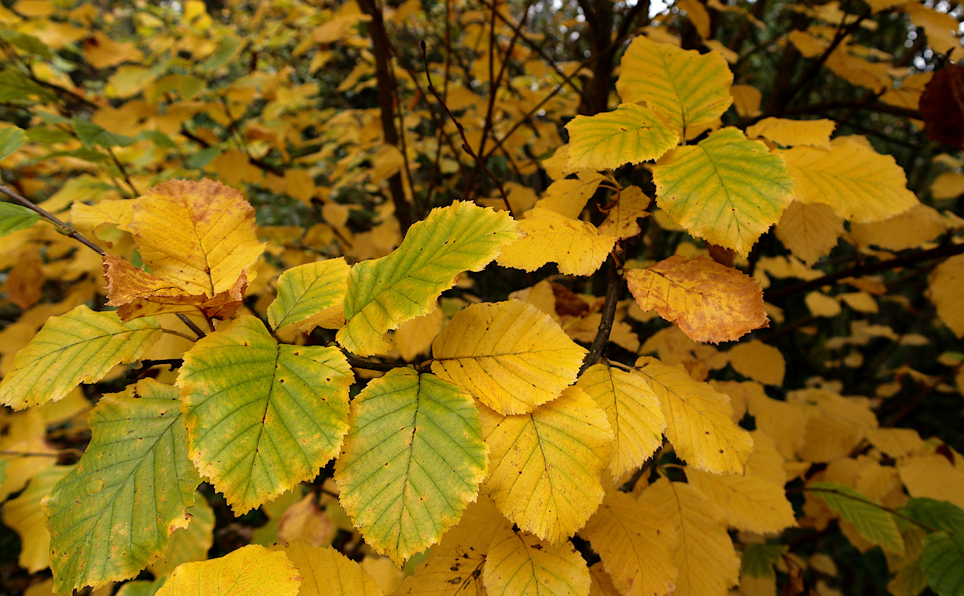 Изображение особи Betula medwediewii.