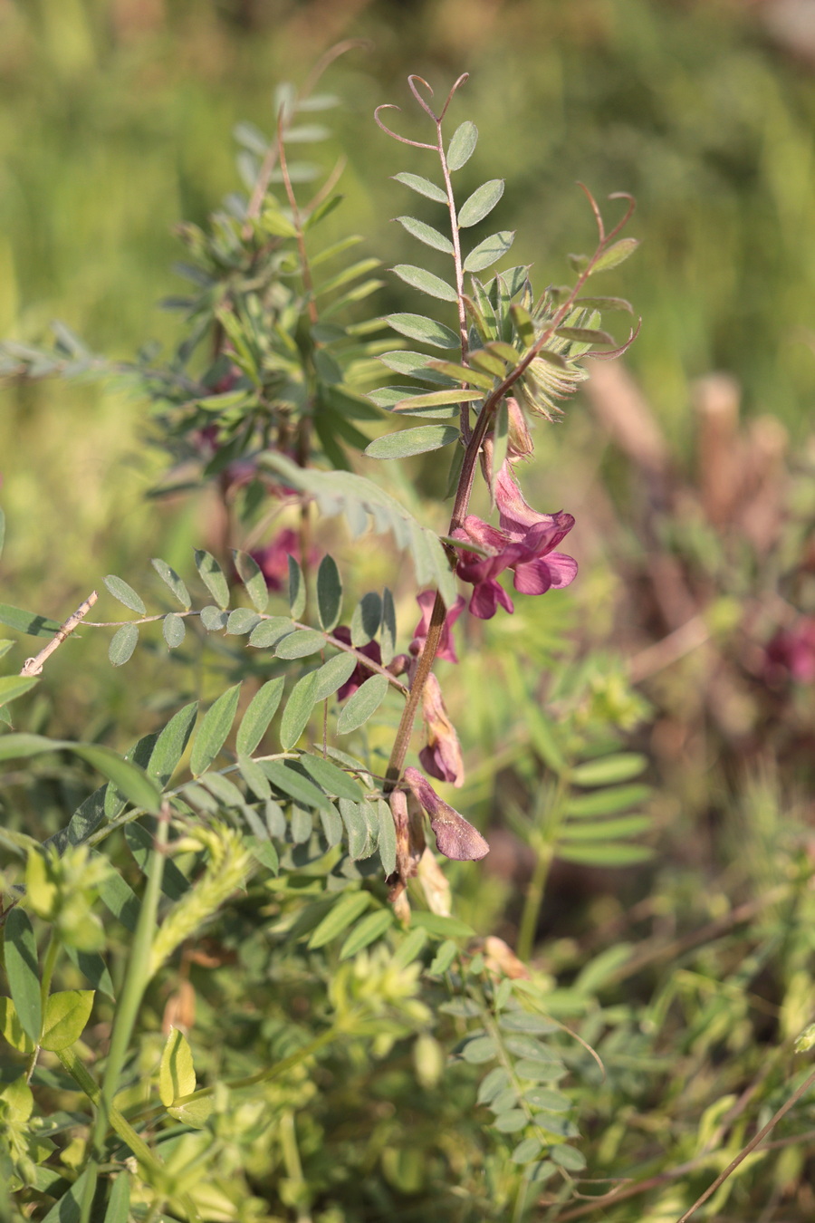 Изображение особи Vicia striata.