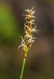 Kobresia filifolia. Верхушка побега с соцветием. Приморский край, окр. г. Дальнегорск, падь Партизанская, известняковый каменистый склон. 07.06.2016.