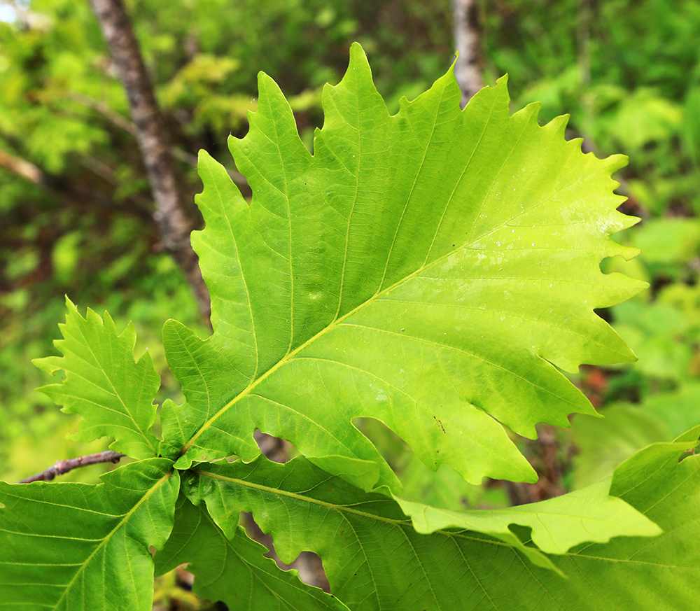 Изображение особи Quercus crispula.