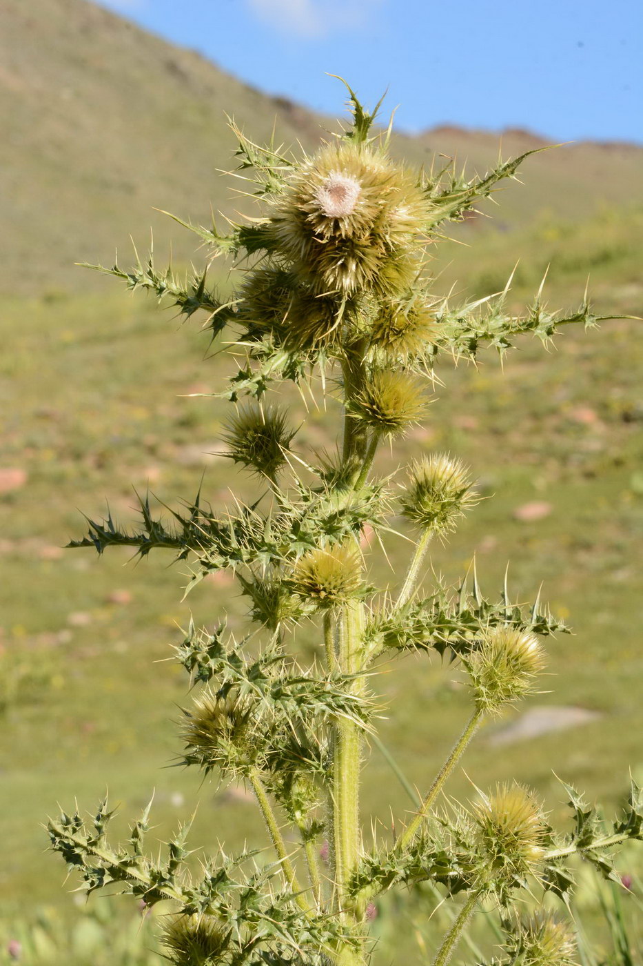 Image of Cirsium polyacanthum specimen.