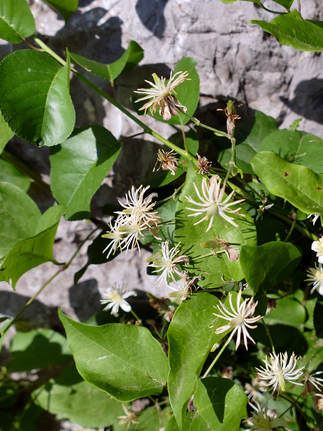 Image of Clematis vitalba specimen.