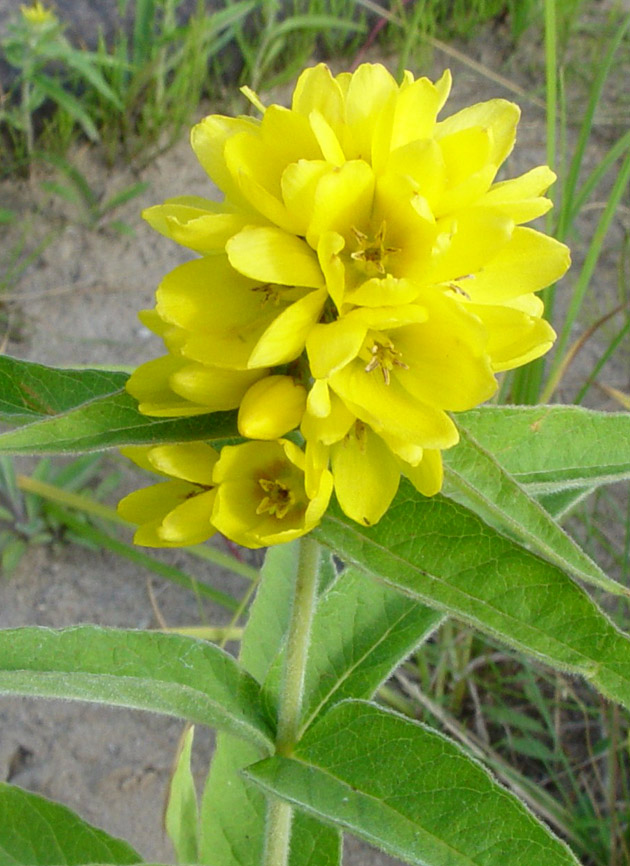 Изображение особи Lysimachia vulgaris.