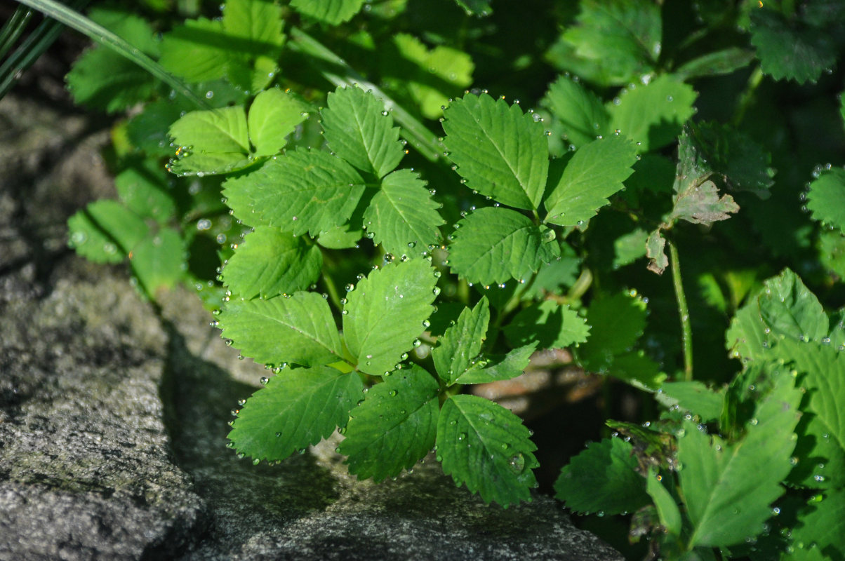 Image of Potentilla centigrana specimen.