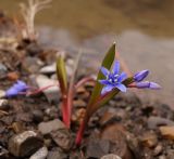 Scilla bifolia