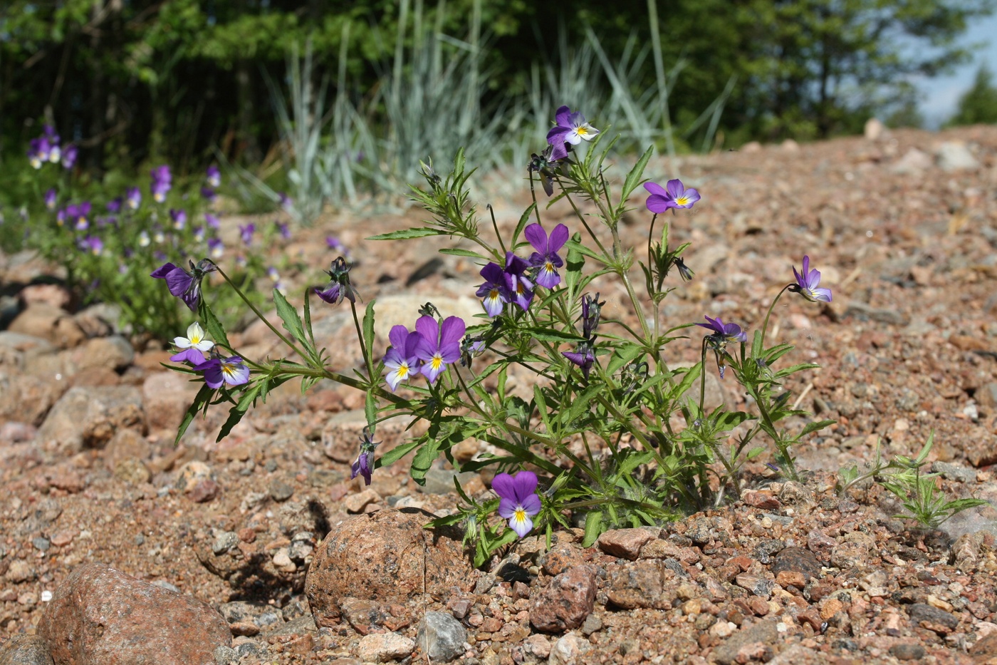 Изображение особи Viola maritima.