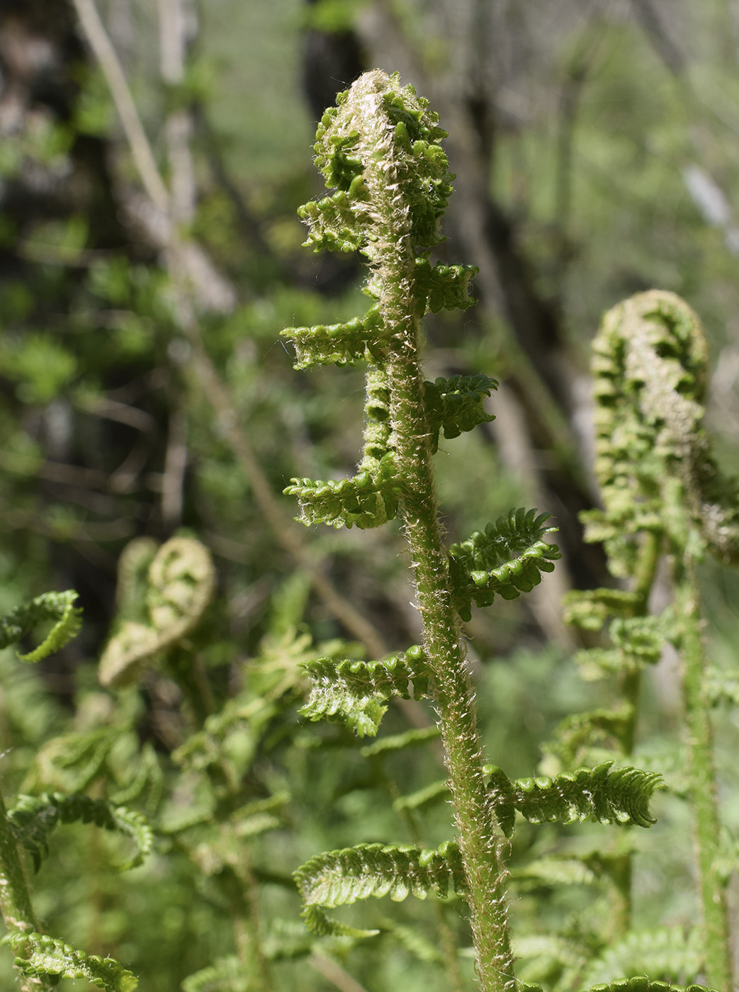 Изображение особи род Dryopteris.