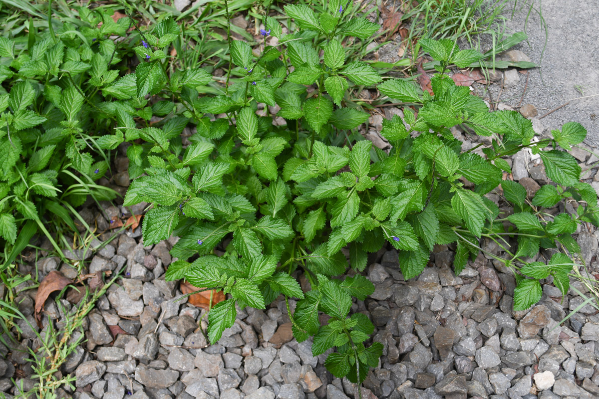 Image of Stachytarpheta cayennensis specimen.