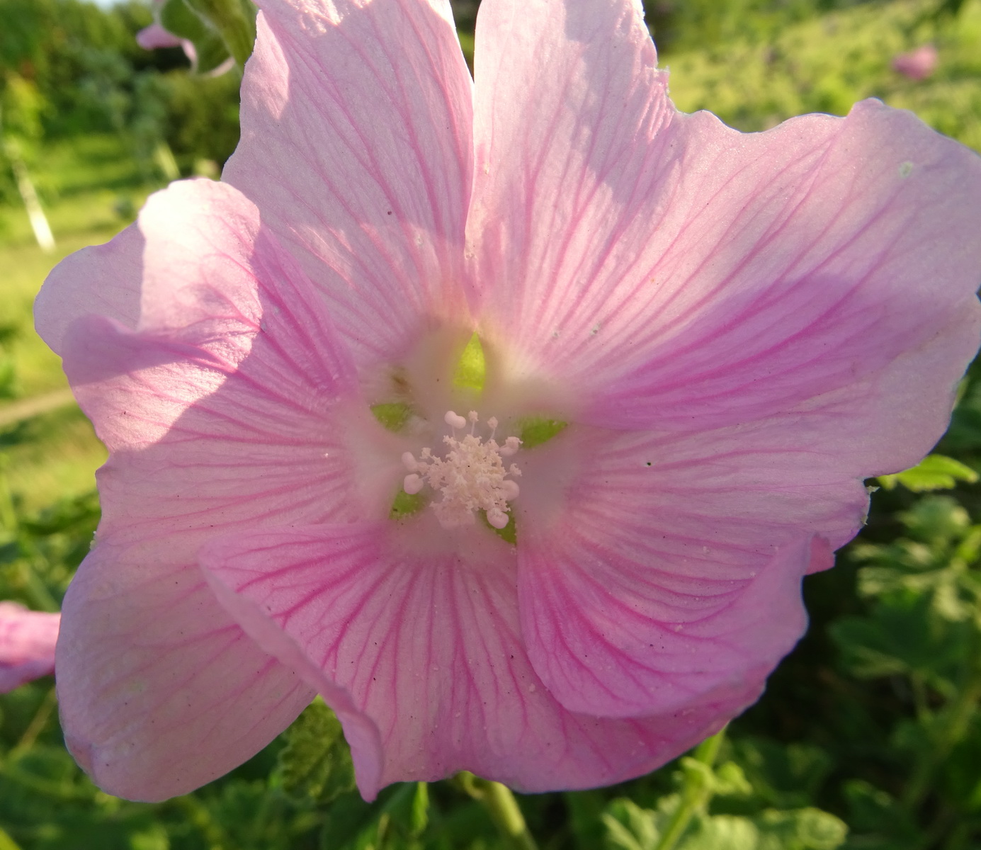 Image of Malva thuringiaca specimen.