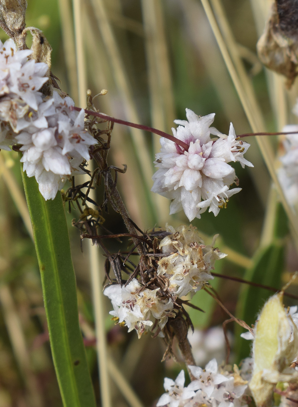 Image of Cuscuta epithymum specimen.