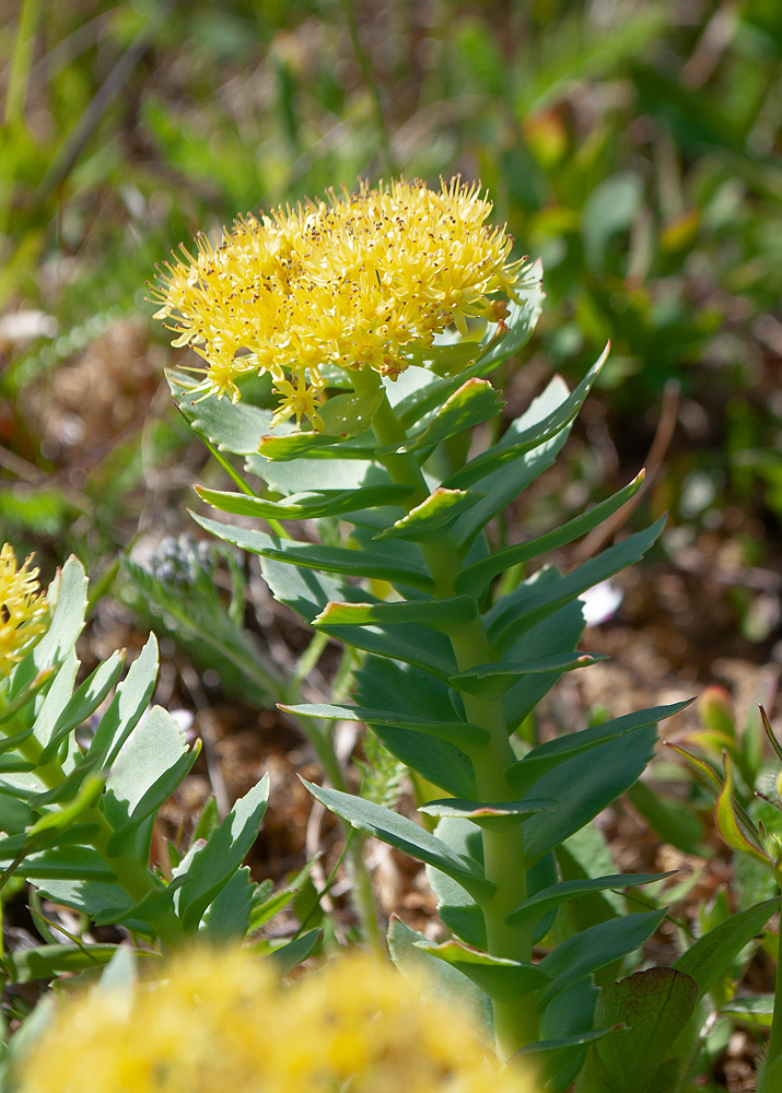 Image of Rhodiola rosea specimen.