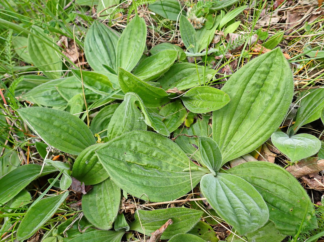 Image of Plantago media specimen.