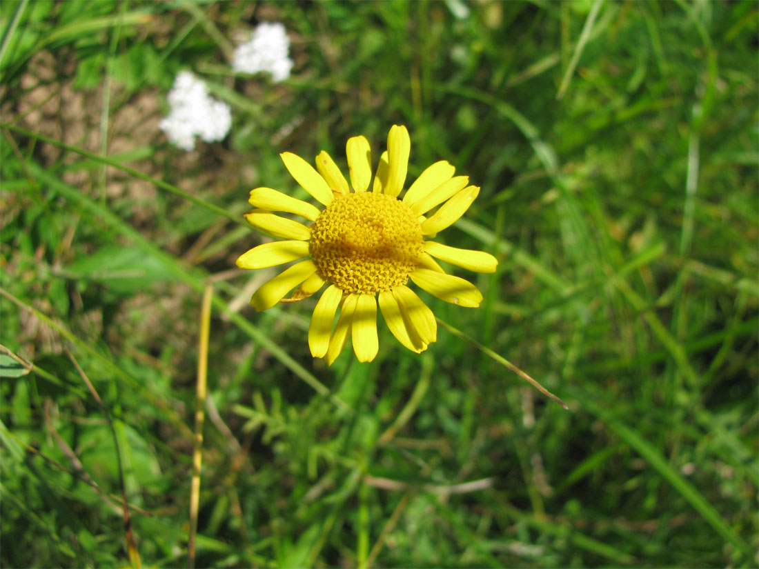 Изображение особи Anthemis tinctoria.