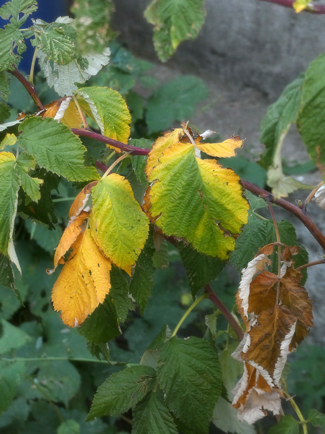 Image of Rubus idaeus specimen.