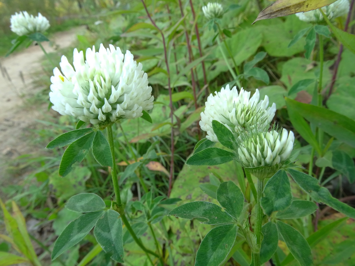Изображение особи Trifolium pratense var. albiflorum.