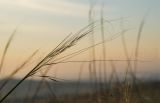 genus Stipa. Верхушка плодоносящего побега. Оренбургская обл., Беляевский р-н, Донской сельсовет, Долгие Горы, степной склон. 5 сентября 2023 г.