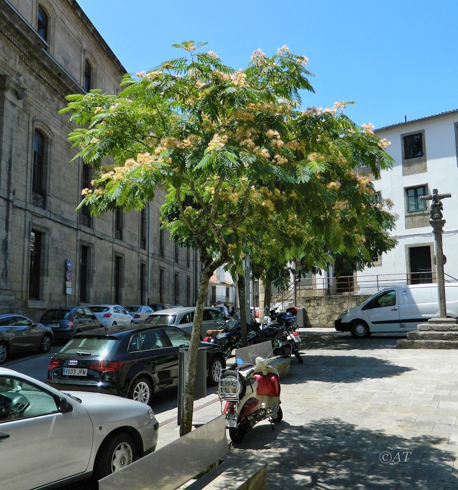 Image of Albizia julibrissin specimen.