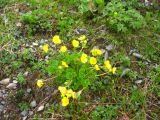 Ranunculus brachylobus