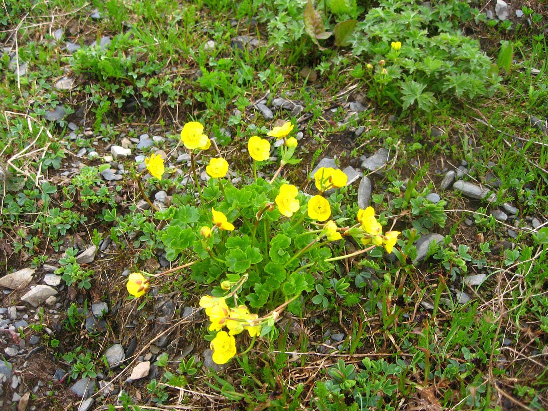 Image of Ranunculus brachylobus specimen.