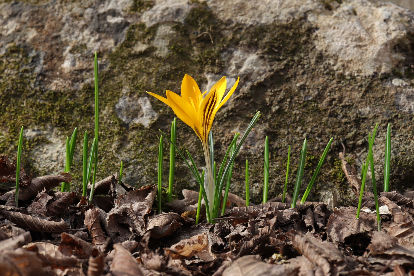 Image of Crocus angustifolius specimen.