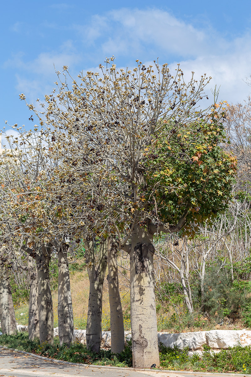 Изображение особи Brachychiton australis.