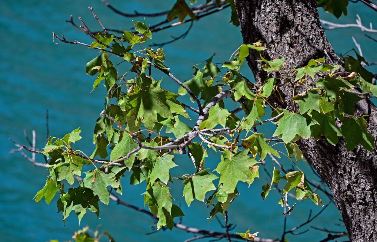 Image of genus Acer specimen.