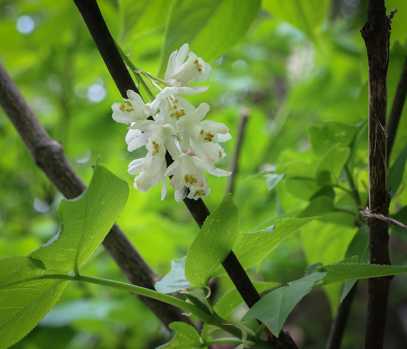 Изображение особи Staphylea colchica.