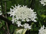 Heracleum sosnowskyi. Элементарное соцветие-зонтик (вид сверху). Ульяновская обл., Мелекесский р-н, окр. с. Куликовка, дно переходящей в затопленный овраг сырой ложбины. 25.06.2023.