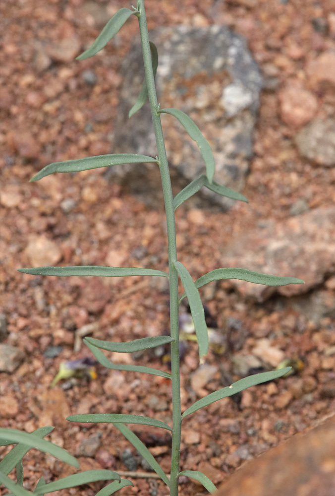 Image of Linaria popovii specimen.