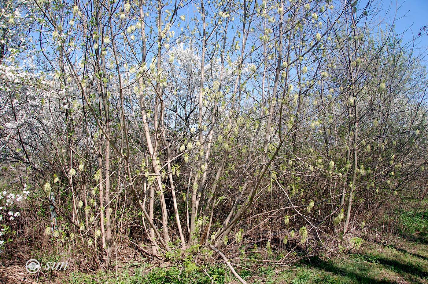 Image of Acer negundo specimen.