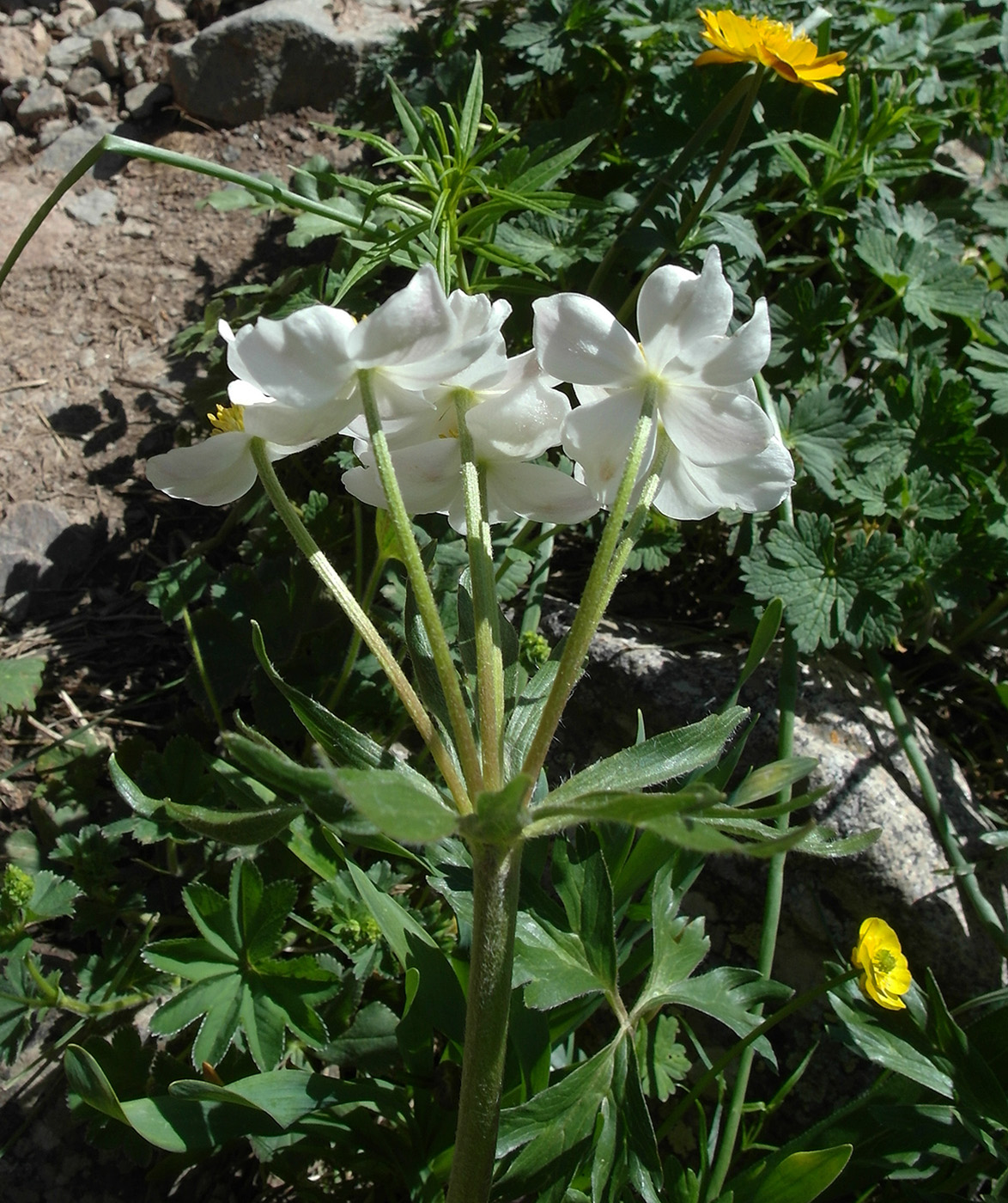 Изображение особи Anemonastrum protractum.