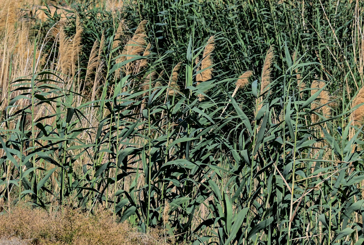 Изображение особи Phragmites australis.