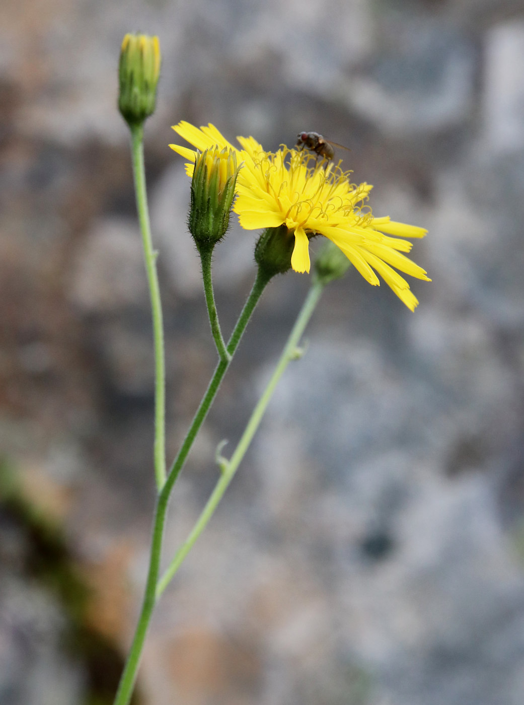 Image of Hieracium porrigens specimen.