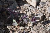 familia Lamiaceae. Цветущее растение (слева - побег Scrophularia?). Таджикистан, Горно-Бадахшанская автономная обл., Рушанский р-н, хр. Северо-Аличурский, Ирхтские горы, Сарезское оз., Ирхтский залив, дол. р. Лянгар, каменистый склон долины. 27 июня 2024 г.