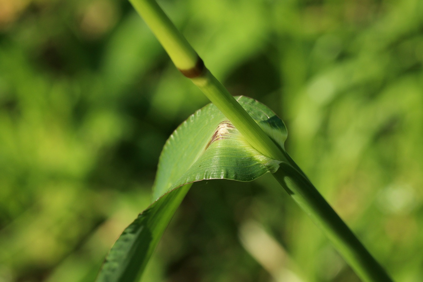 Image of Echinochloa crus-galli specimen.