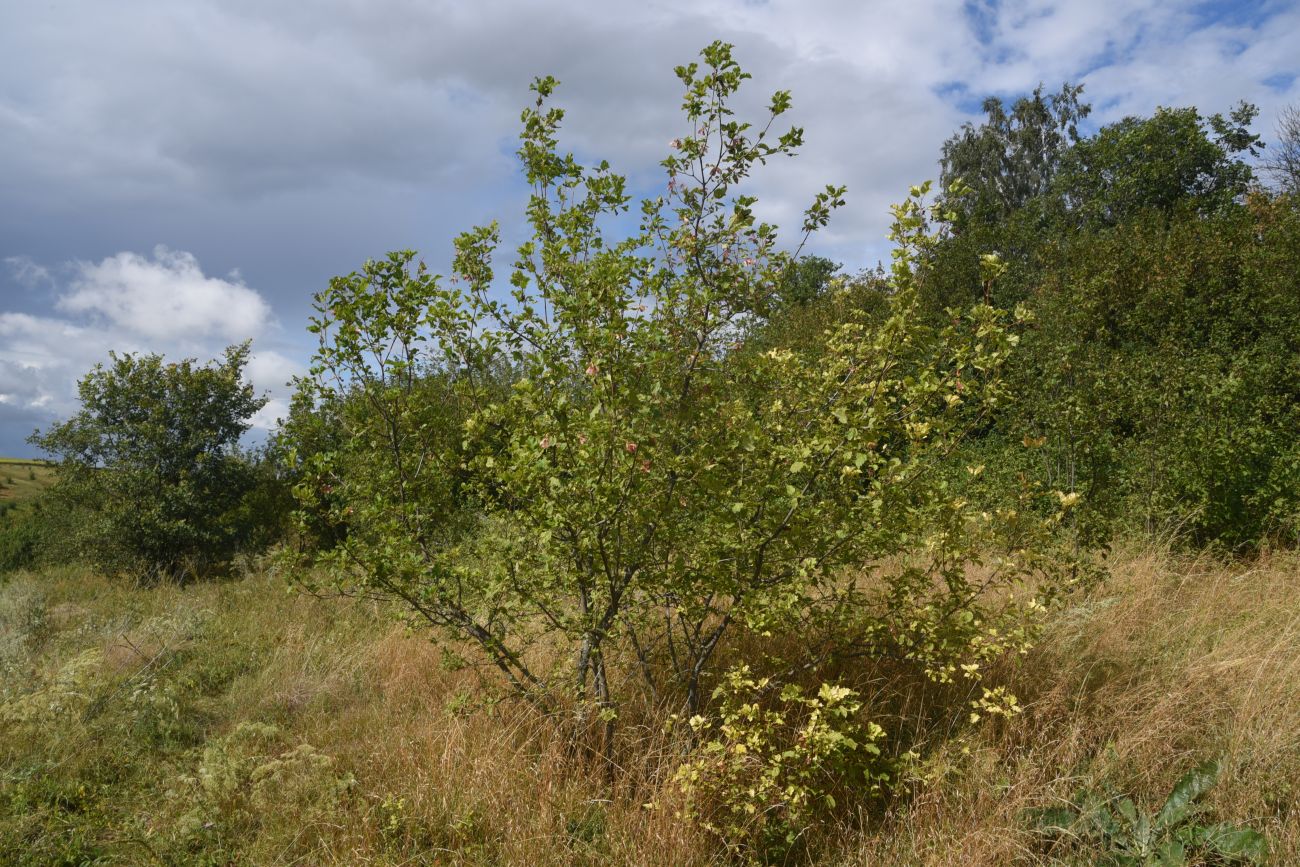 Image of Acer tataricum specimen.