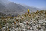 Eremurus stenophyllus