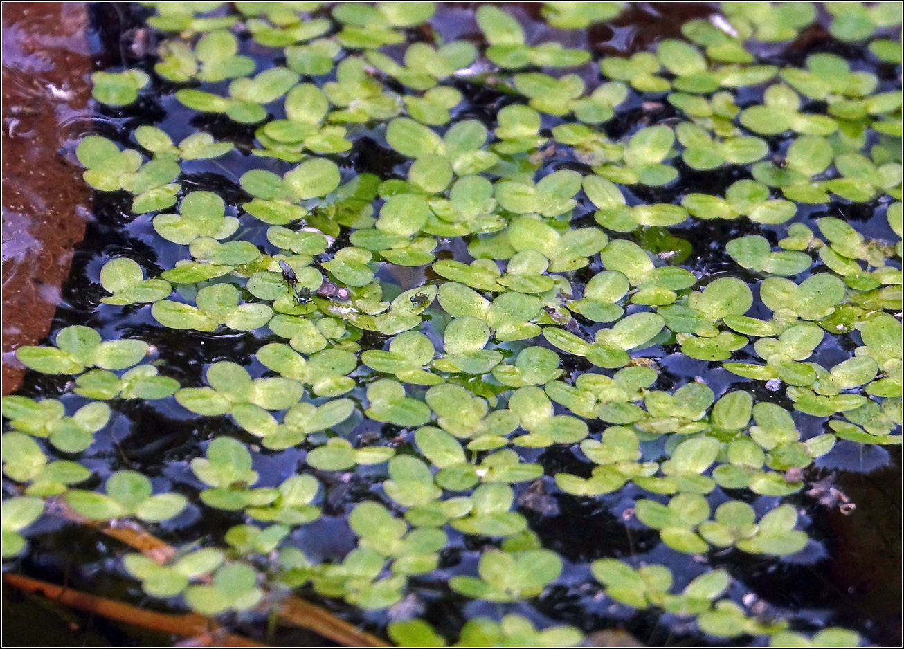 Image of Lemna gibba specimen.