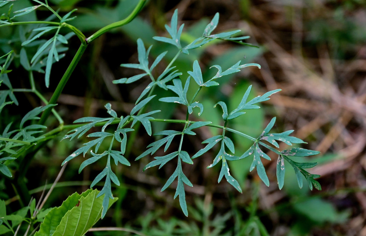 Image of Thyselium palustre specimen.