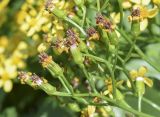 Senecio angulatus