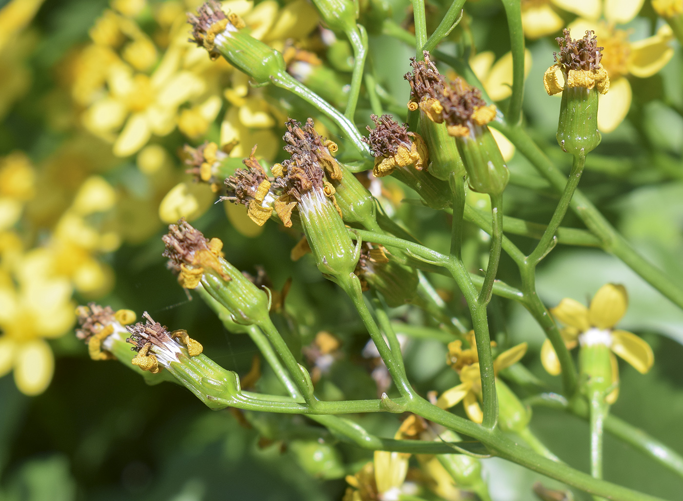 Image of Senecio angulatus specimen.