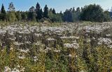 Senecio sarracenicus. Аспект плодоносящих растений. Московская обл., Дмитровский гор. округ, дол. р. Волгуша, луг. 31.08.2024.