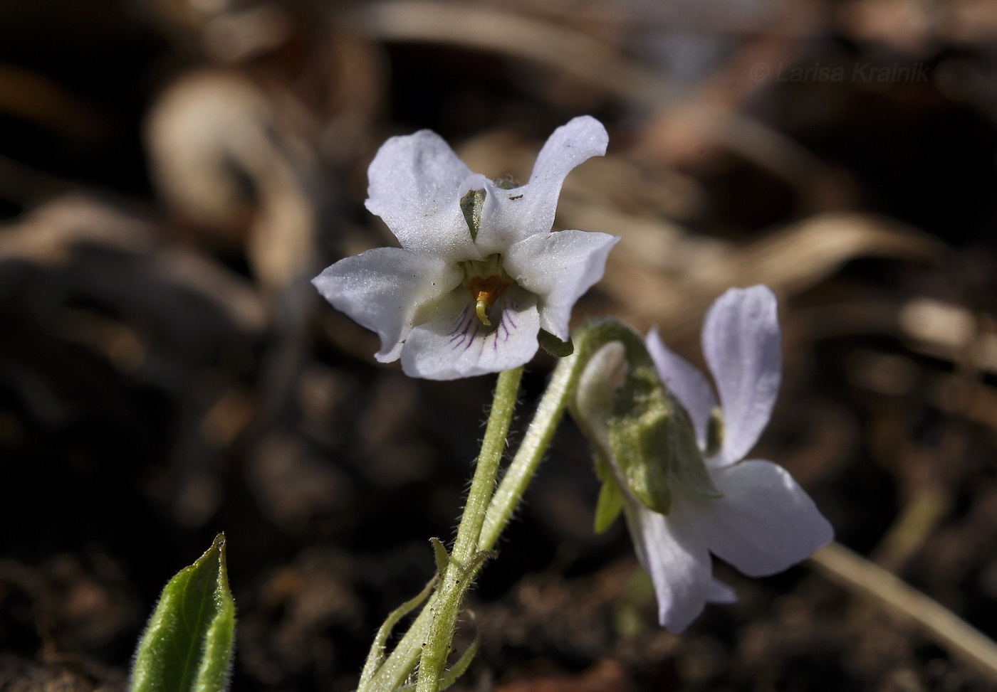 Image of Viola collina specimen.