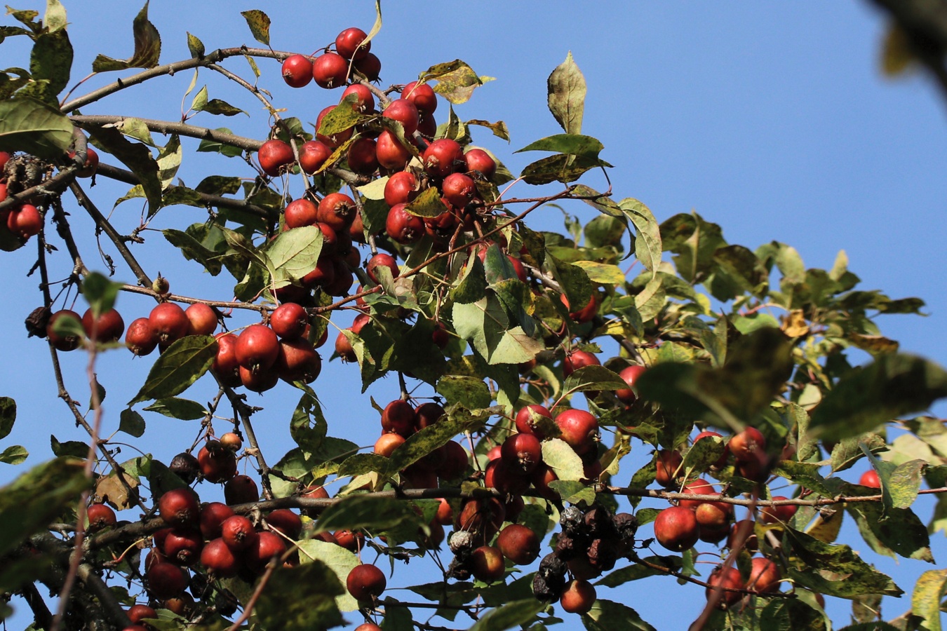 Image of Malus prunifolia specimen.