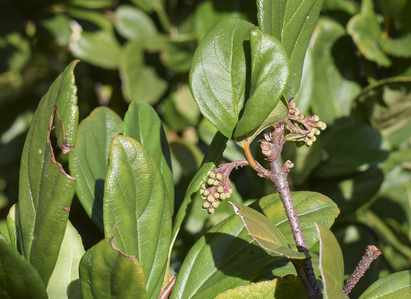 Изображение особи Viburnum suspensum.