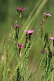 Dianthus deltoides