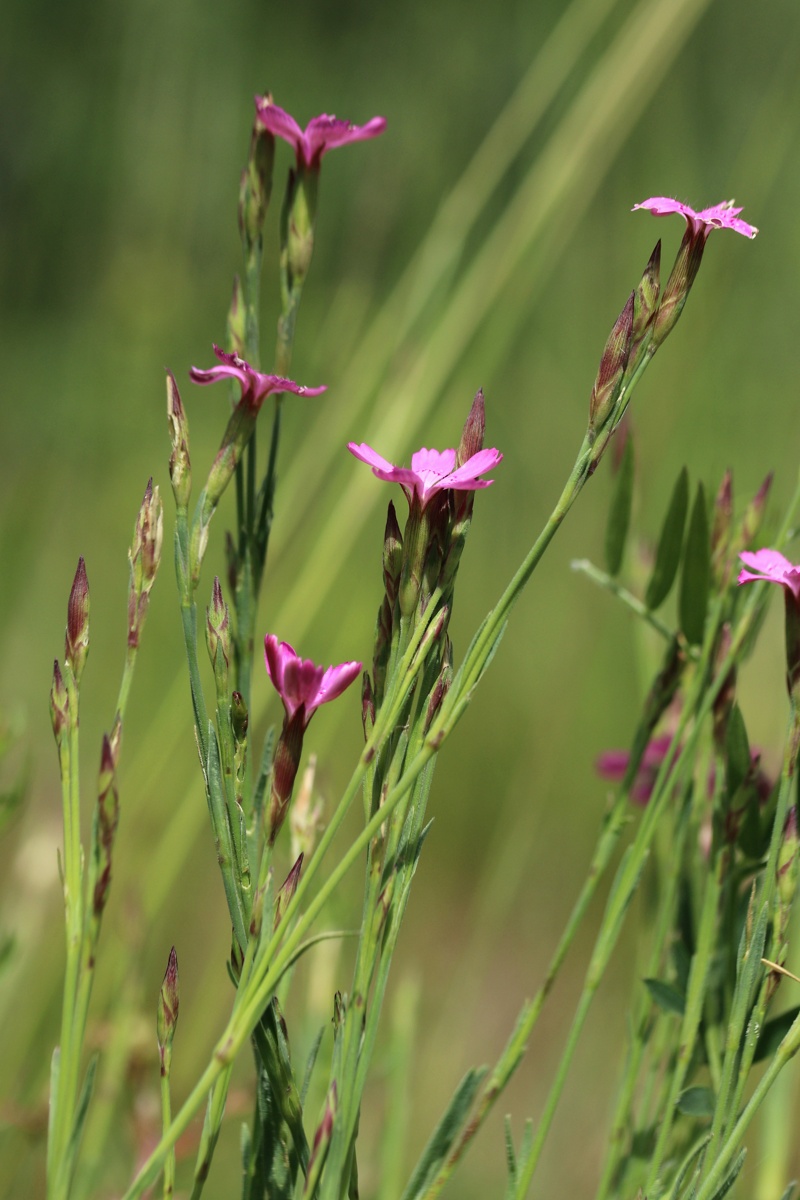 Image of Dianthus deltoides specimen.