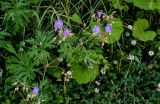 Geranium pratense. Цветущее растение с завязавшимися плодами (в сообществе с Trifolium arvense и Tussilago farfara). Вологодская обл., Вологодский р-н, окр. дер. Кирики-Улита, опушка смешанного леса. 14.07.2024.